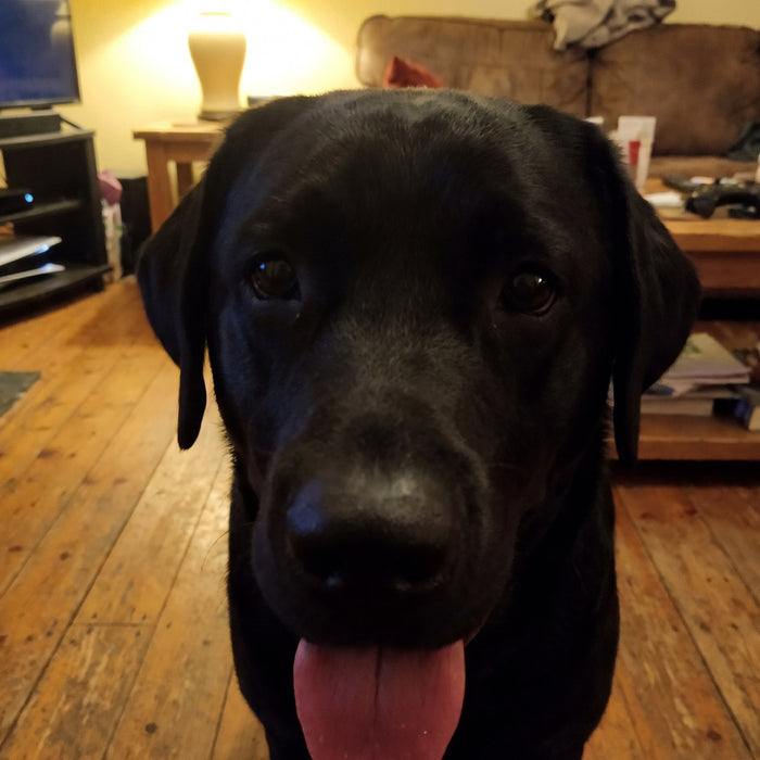 A black labrador indoors