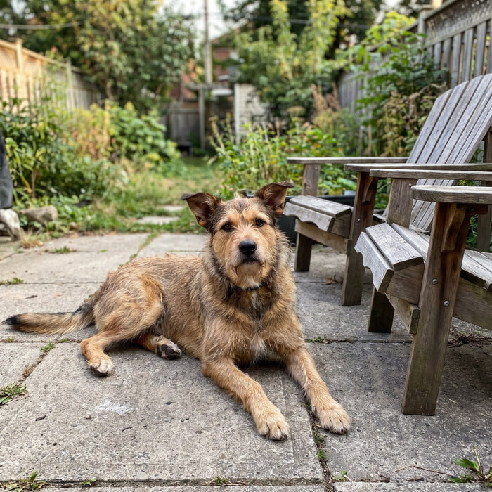 A mixed breed dog on the patio