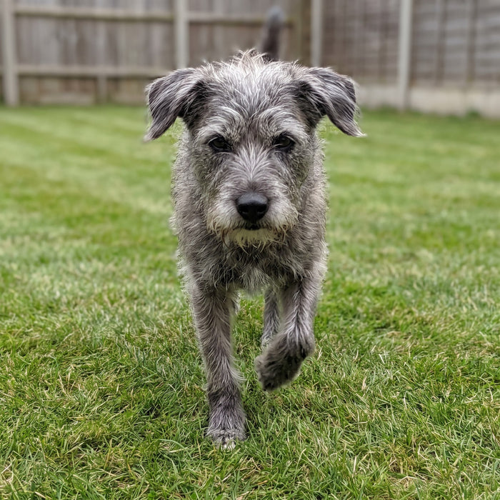 A terrier crossing the lawn