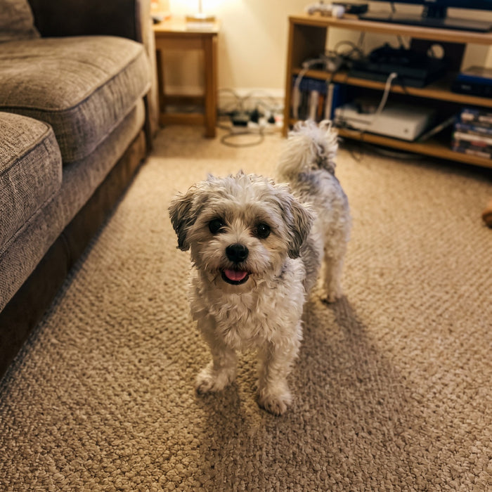 A small shih tzu cross in the living room