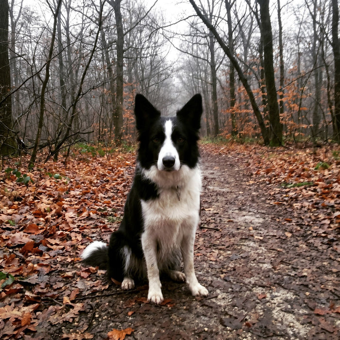A border collie on a woodland path