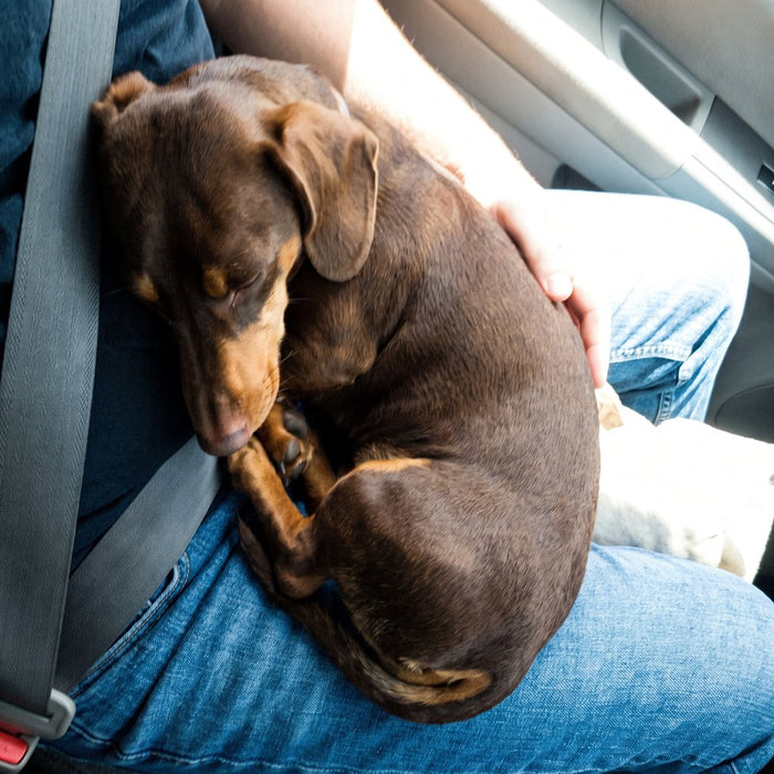 A dachshund asleep on its owner's lap
