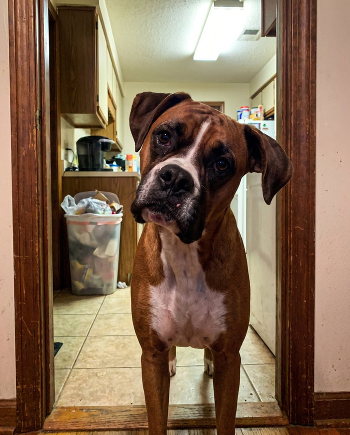 A boxer in the kitchen doorway