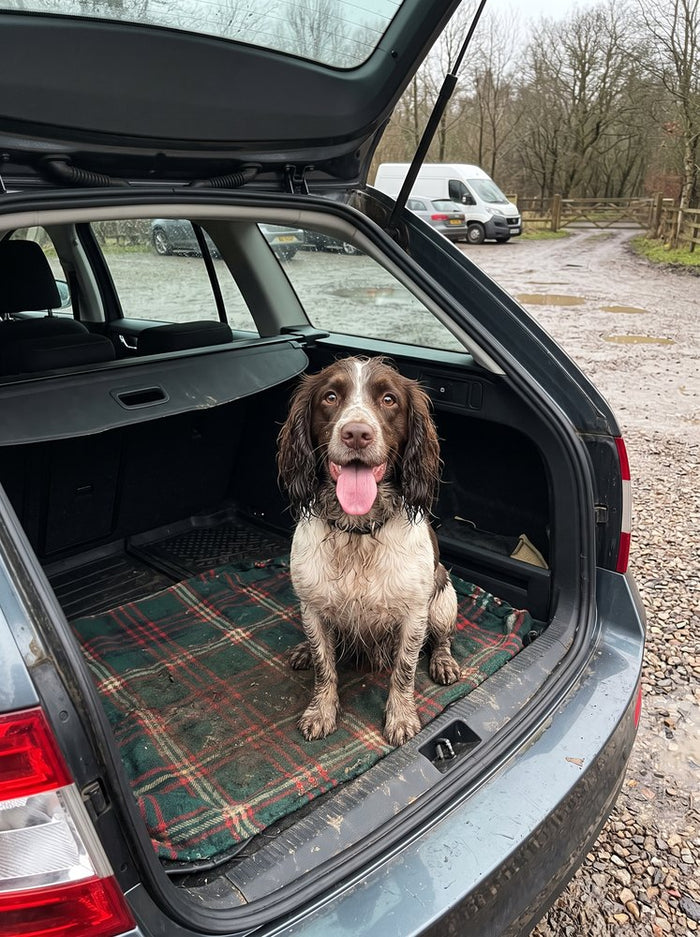 A muddy cocker spaniel in the boot of the car