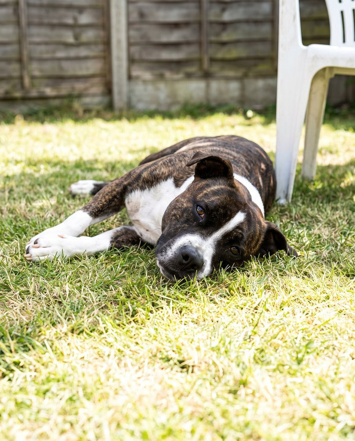 A staffie cross lying on the lawn