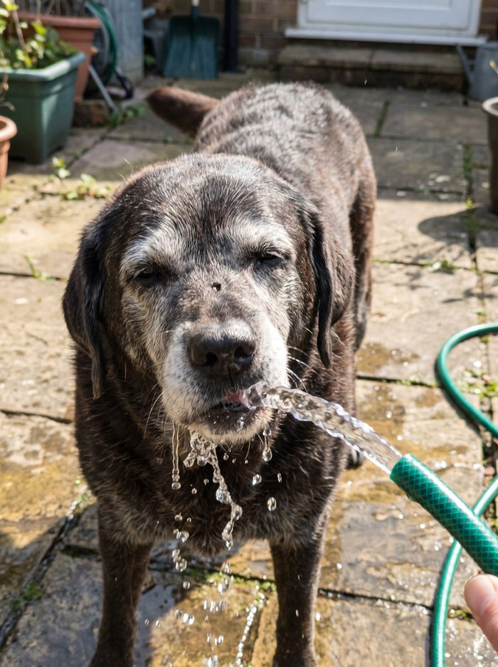 A labrador drinking from the garden hose