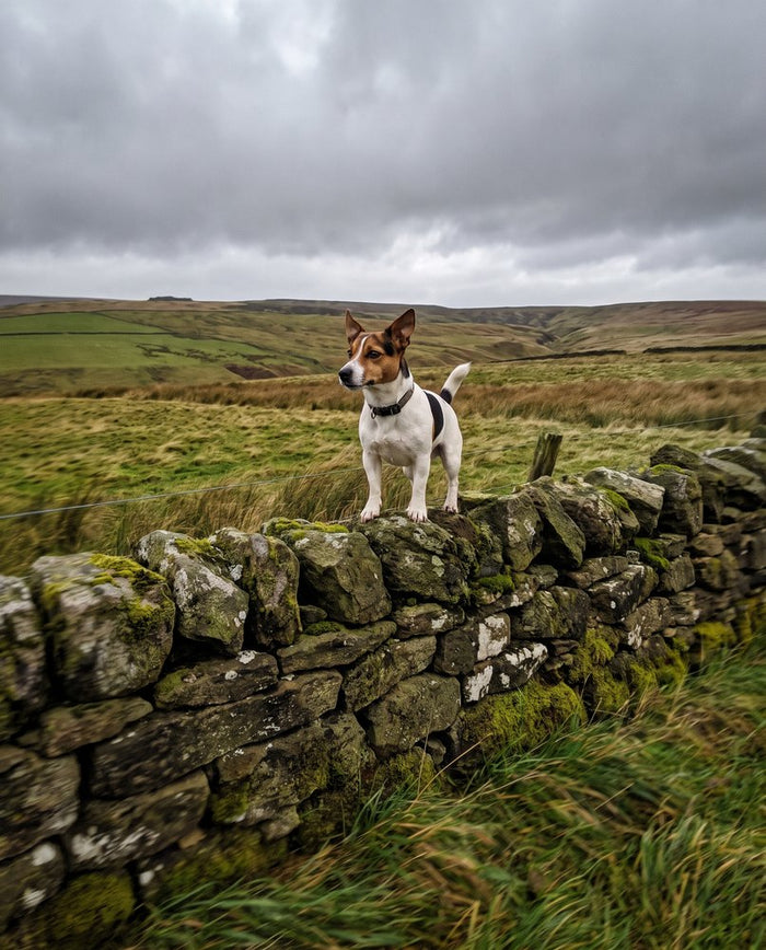 A jack russell standing on a stone wall