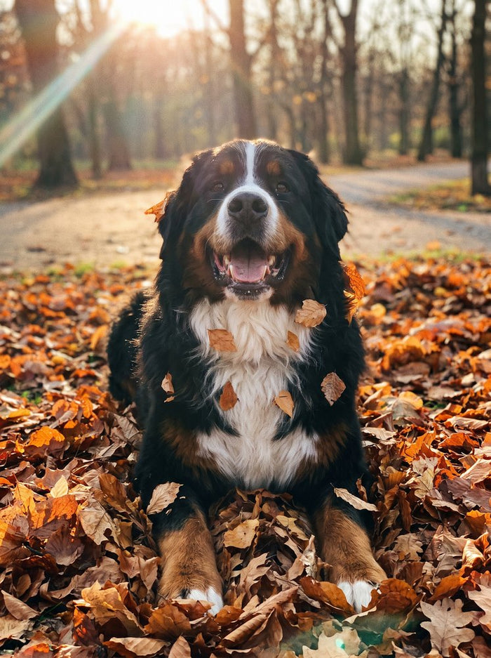 A bernese mountain dog in autumn leaves