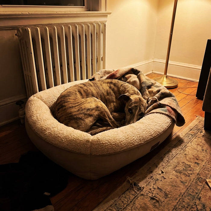 A whippet curled up in its bed