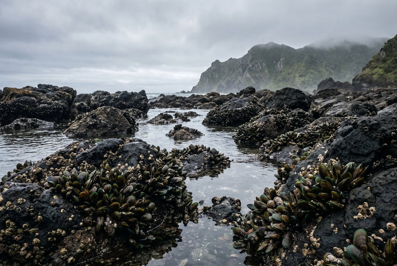 The Māori secret