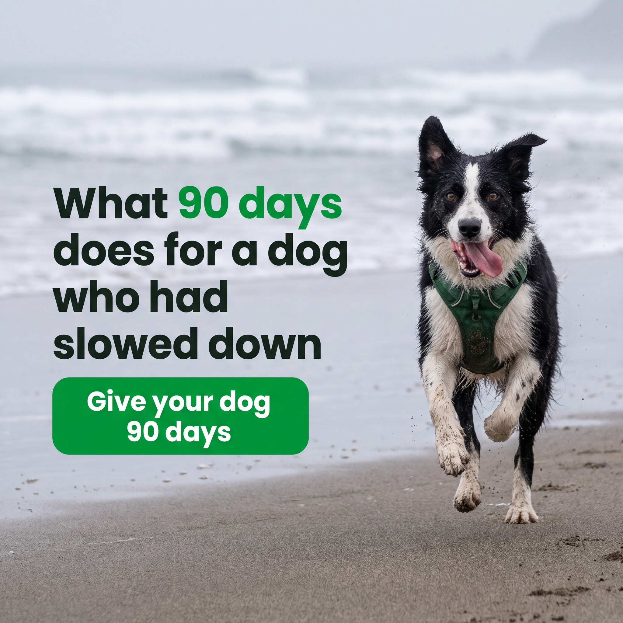 What 90 days does for a dog who had slowed down - a dog running on the beach