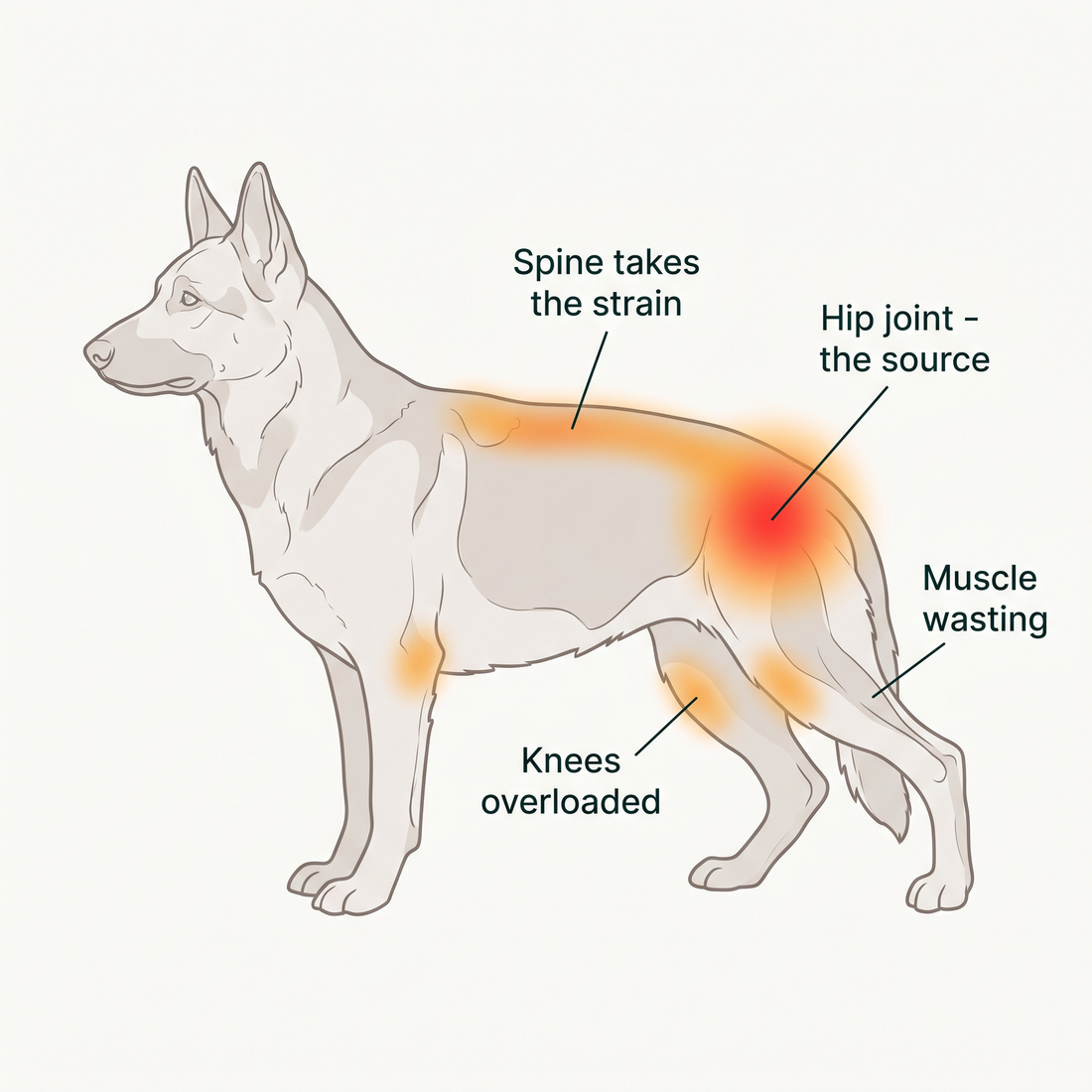 A dog's body showing how hip pain loads the spine, overworks the knees and wastes hind-leg muscle