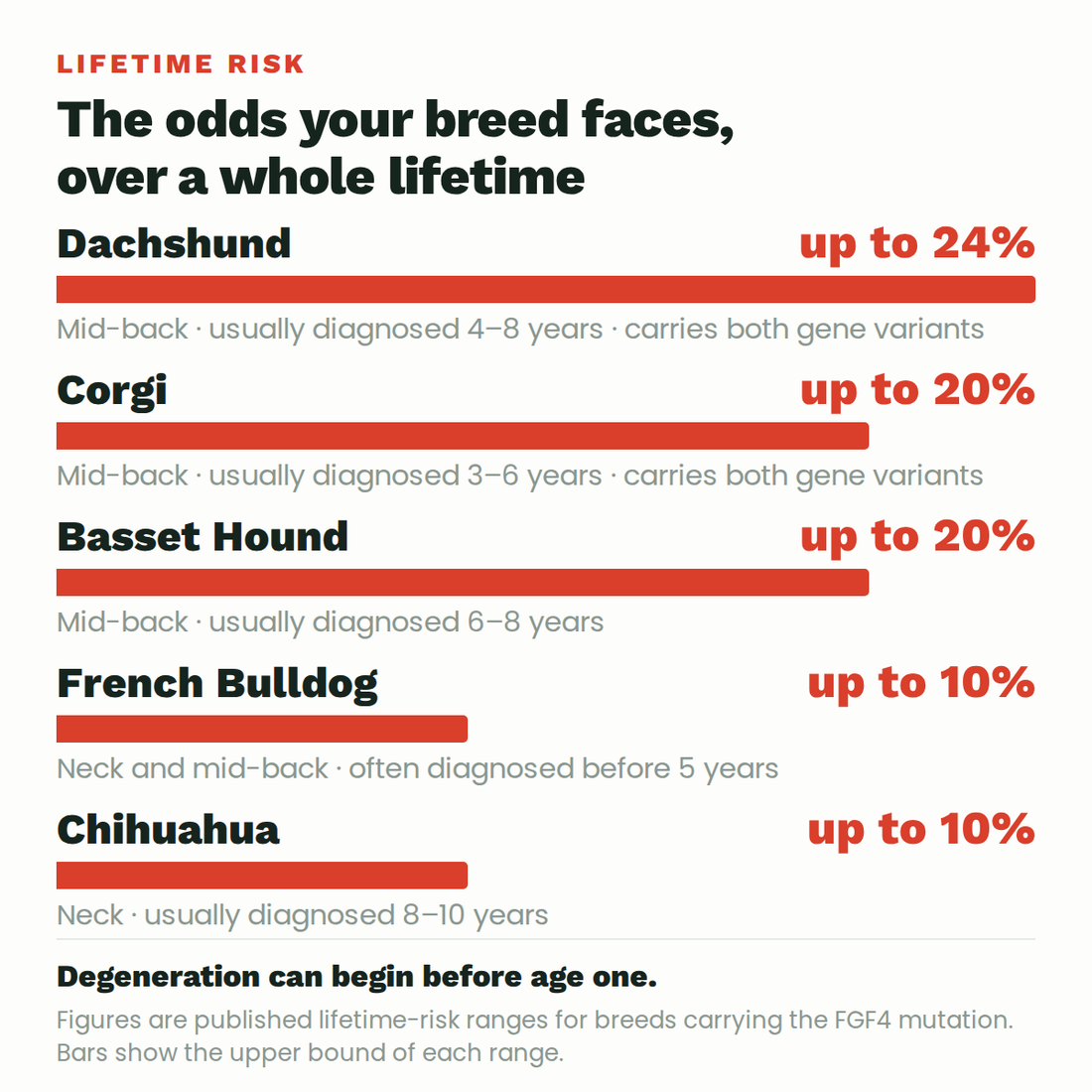 Lifetime IVDD risk by breed: Dachshund up to 24%, Corgi and Basset Hound up to 20%, French Bulldog up to 10%, Chihuahua up to 10%