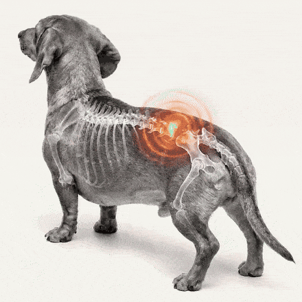 An inflamed spinal disc on a dachshund's x-ray cooling into a healthy, nourished green spine